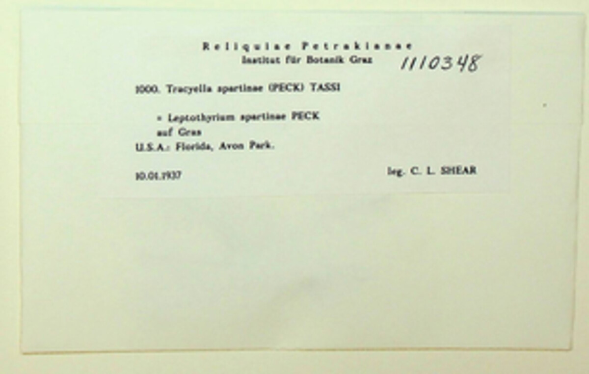 Tracylla spartinae image